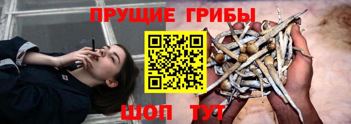Псилоцибиновые грибы GOLDEN TEACHER Ступино